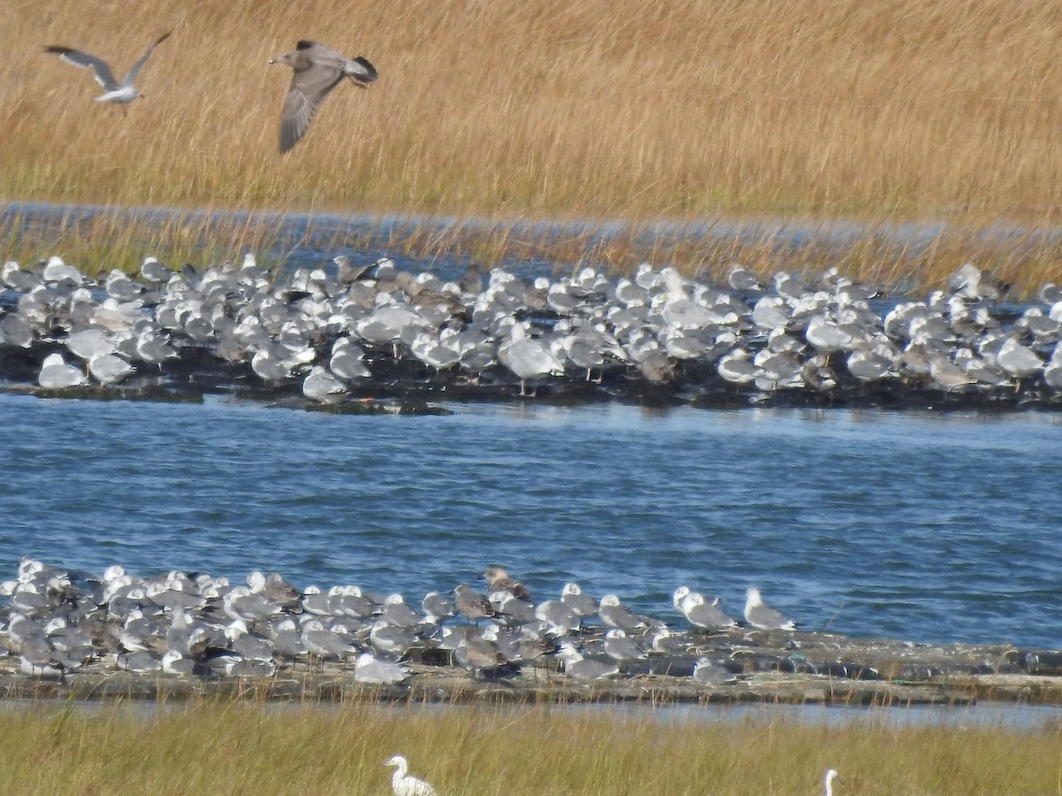 eBird Checklist 29 Sep 2022 Fort Hill Road overlook, Eastham, MA 6 species (+1 other taxa)
