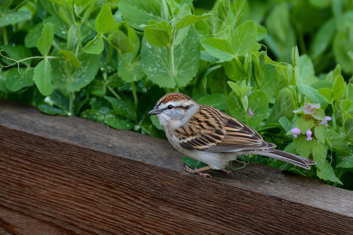 Chipping Sparrow - Patrick Maurice