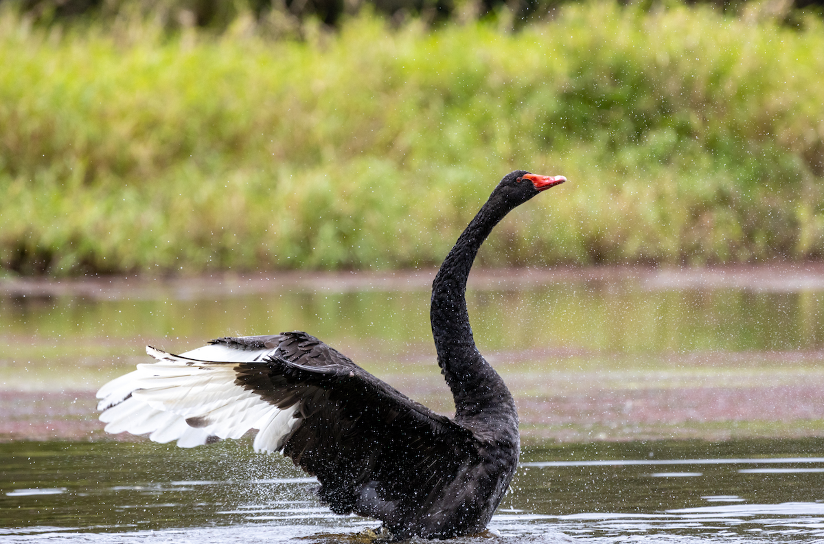 Black Swan - ML507016671