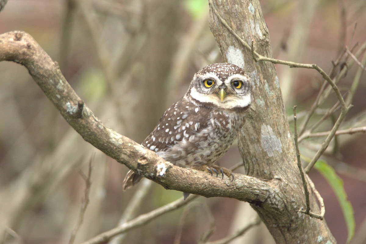 Spotted Owlet - Arun George