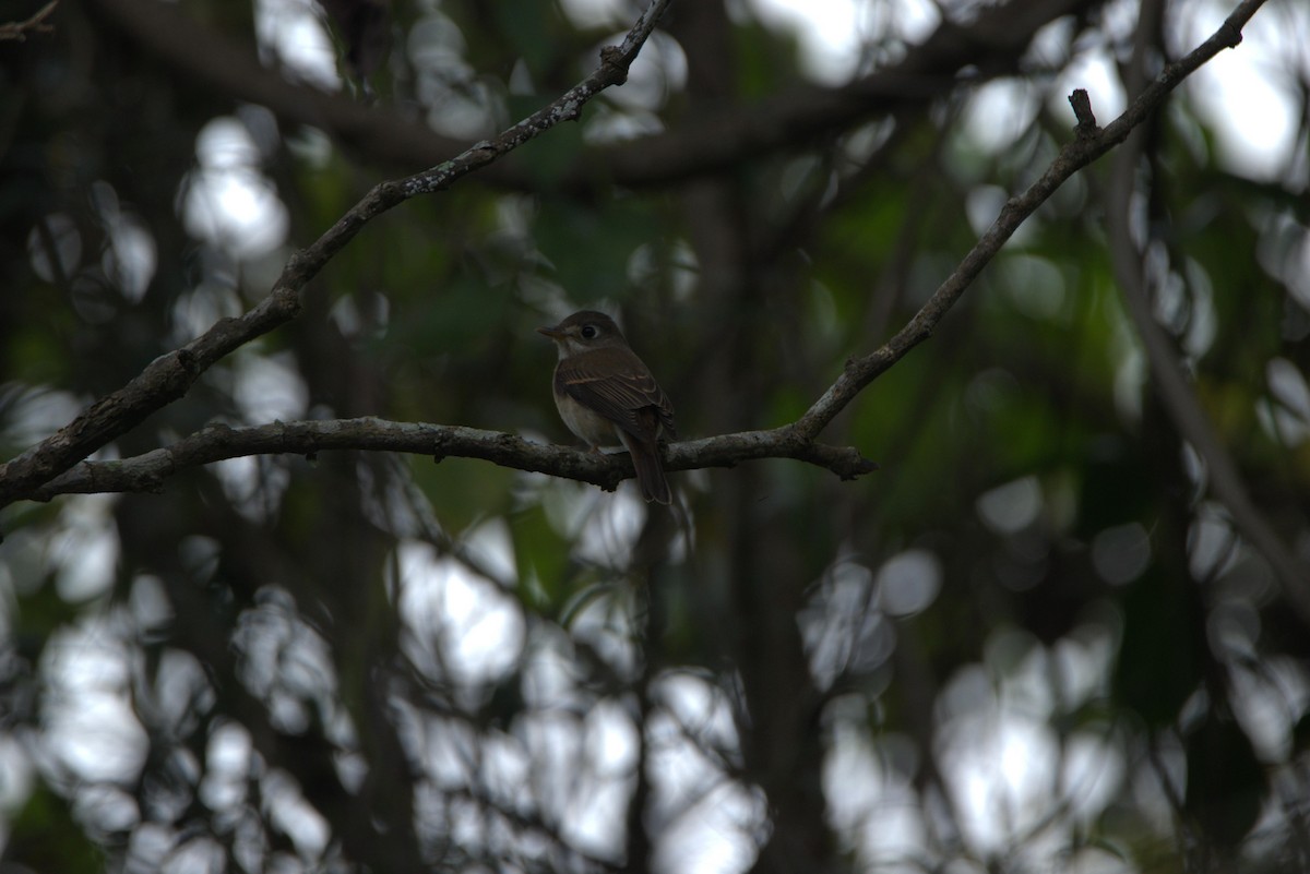 Brown-breasted Flycatcher - ML507017481
