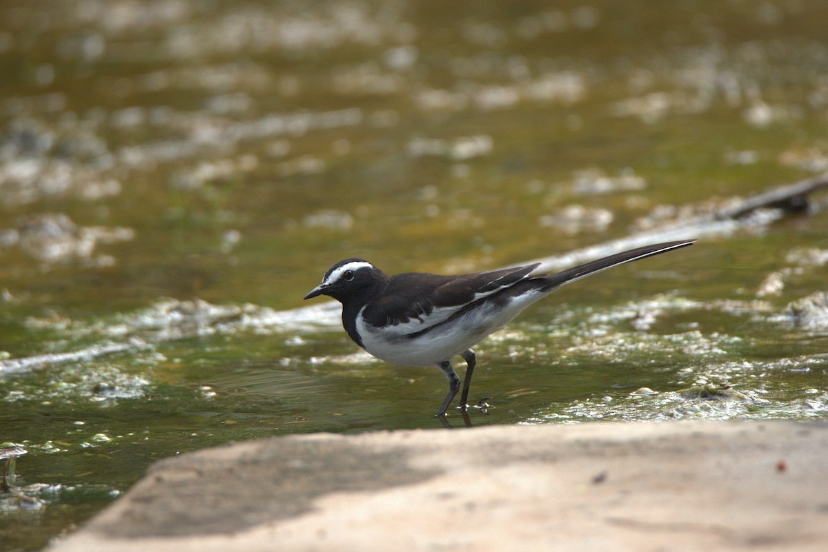 White-browed Wagtail - ML507017551