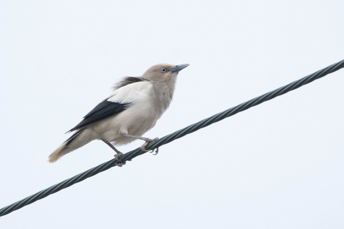 White-shouldered Starling - ML507017891