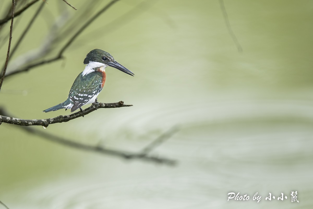 Green Kingfisher - Hanyang Ye