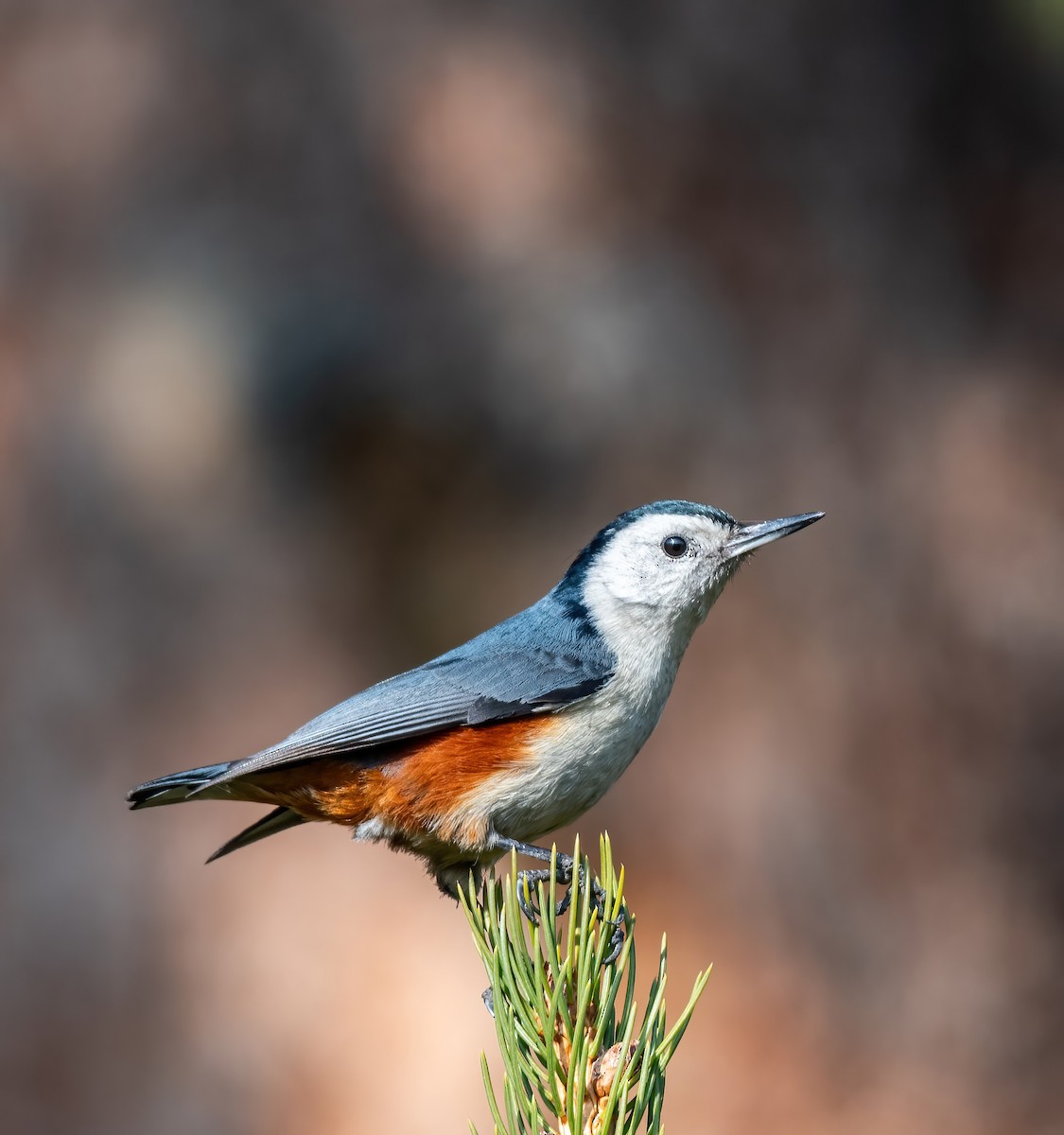 White-cheeked Nuthatch - ML507018881
