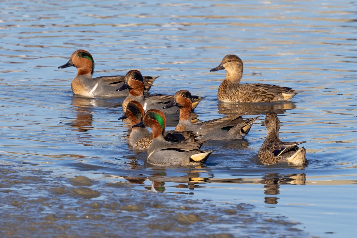 Green-winged Teal - ML507019551