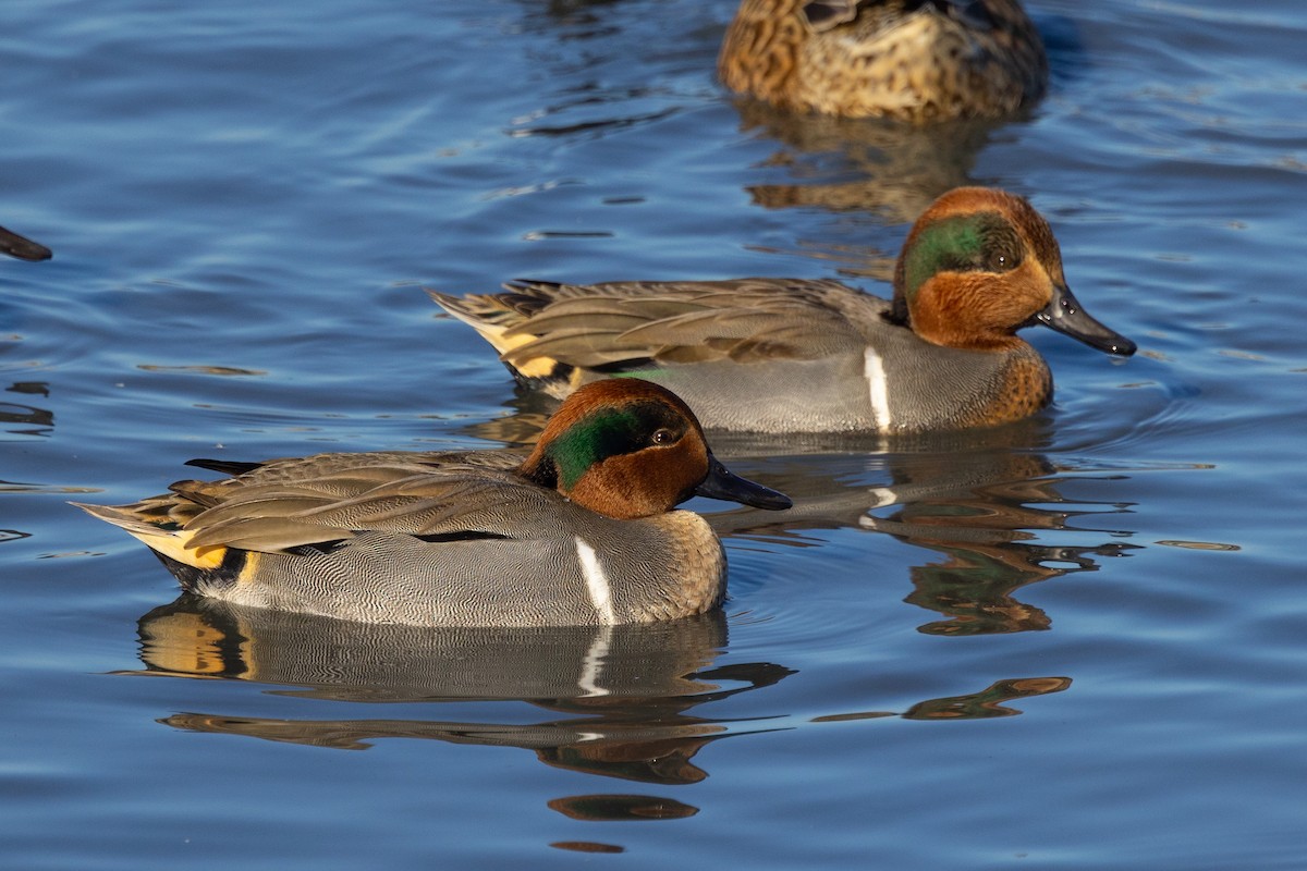 Green-winged Teal - ML507019561