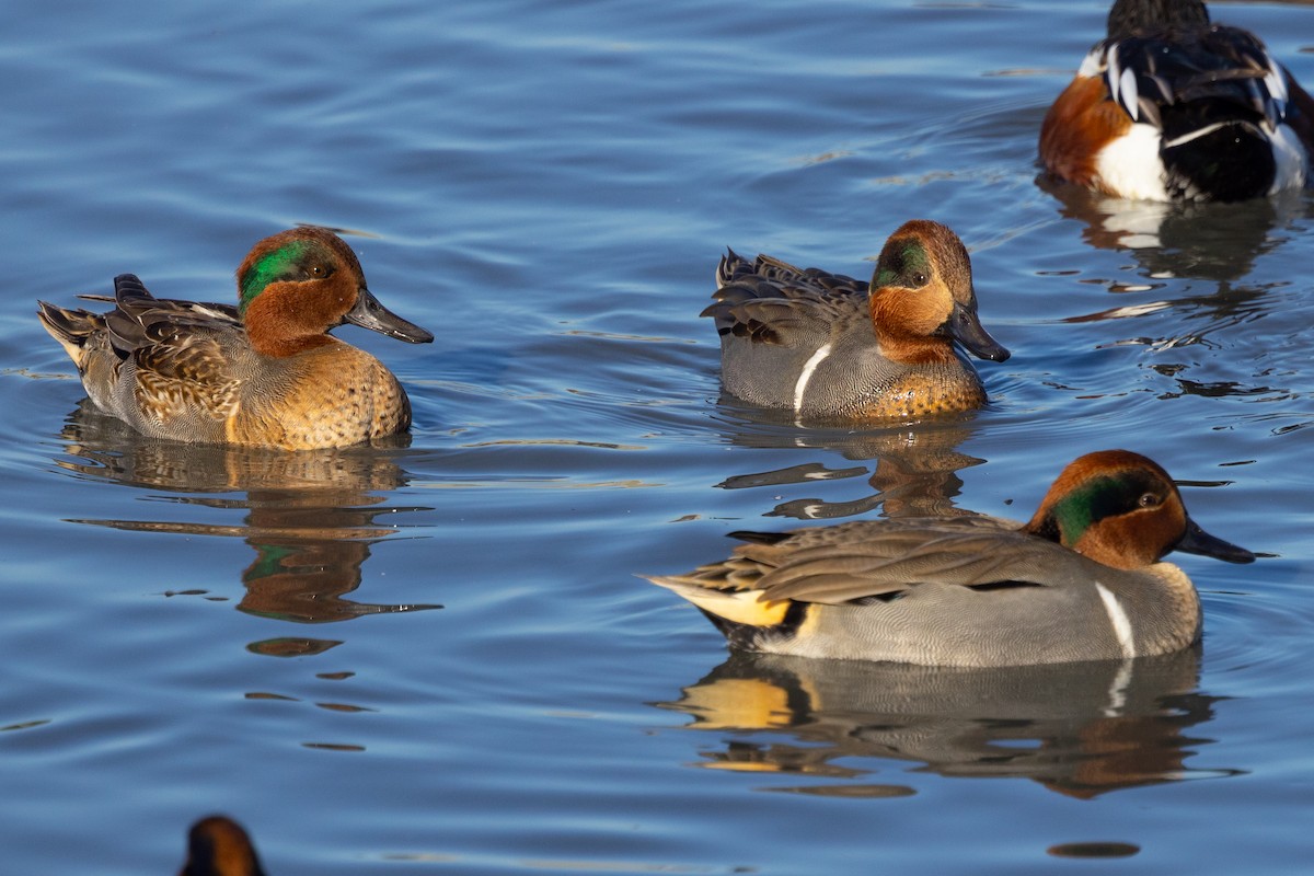 Green-winged Teal - ML507019571