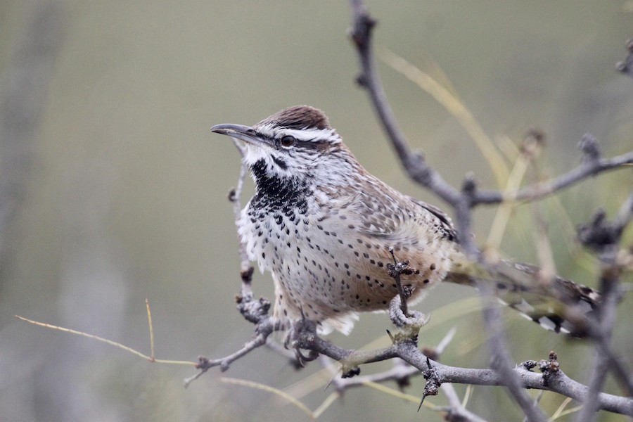 Cactus Wren (brunneicapillus Group) - EBird