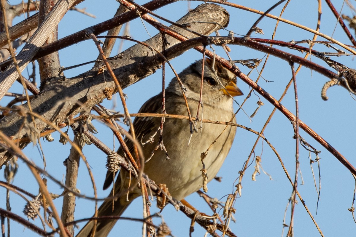 White-crowned Sparrow - ML507020861