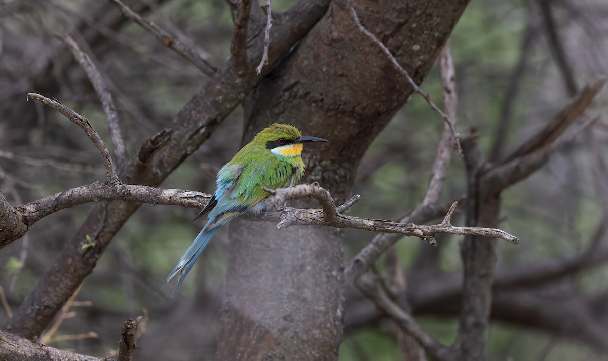 Swallow-tailed Bee-eater - ML507021181