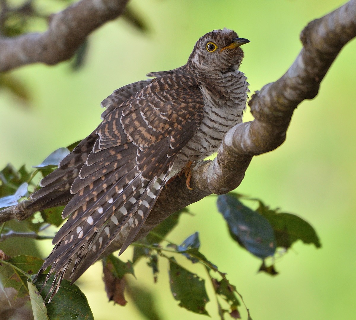 Common Cuckoo - Arun Prabhu