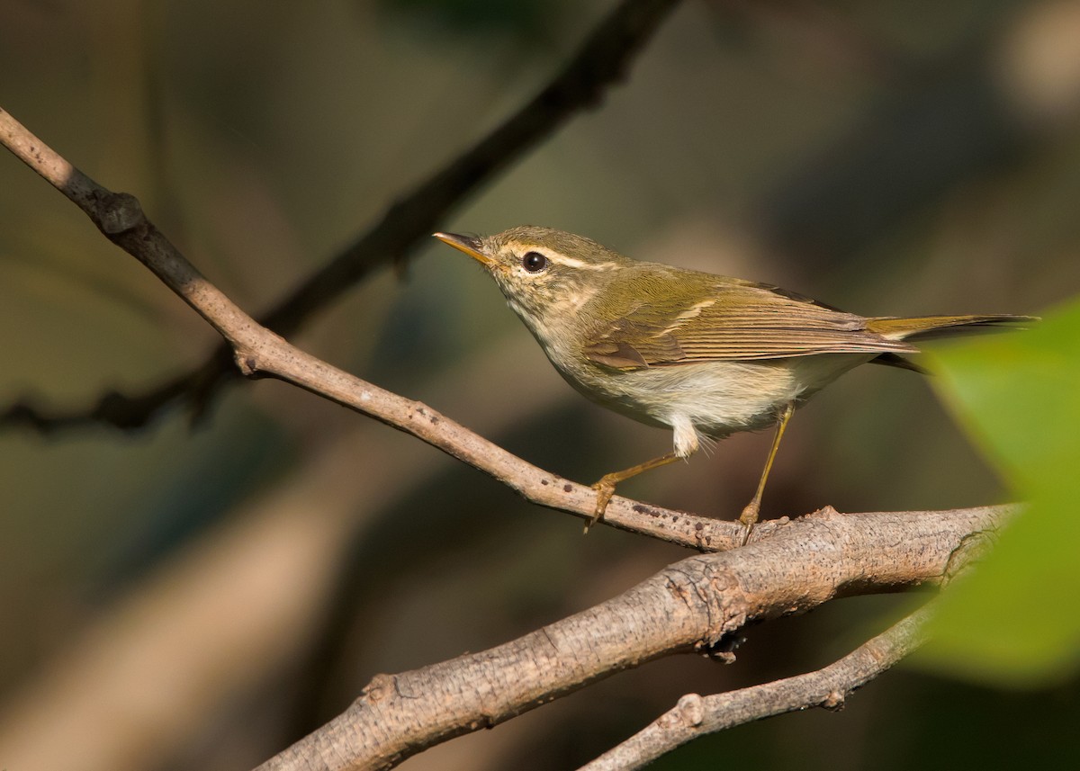 Two-barred Warbler - ML507032471