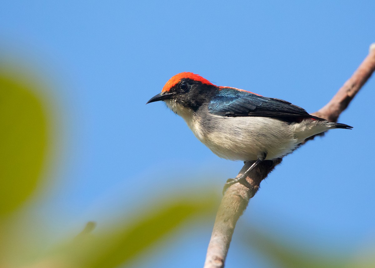 Scarlet-backed Flowerpecker - ML507032721