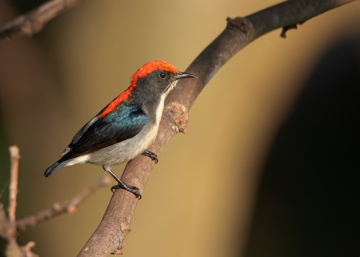 Scarlet-backed Flowerpecker - ML507032731