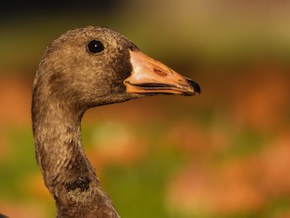 Greater White-fronted Goose, ML507033771