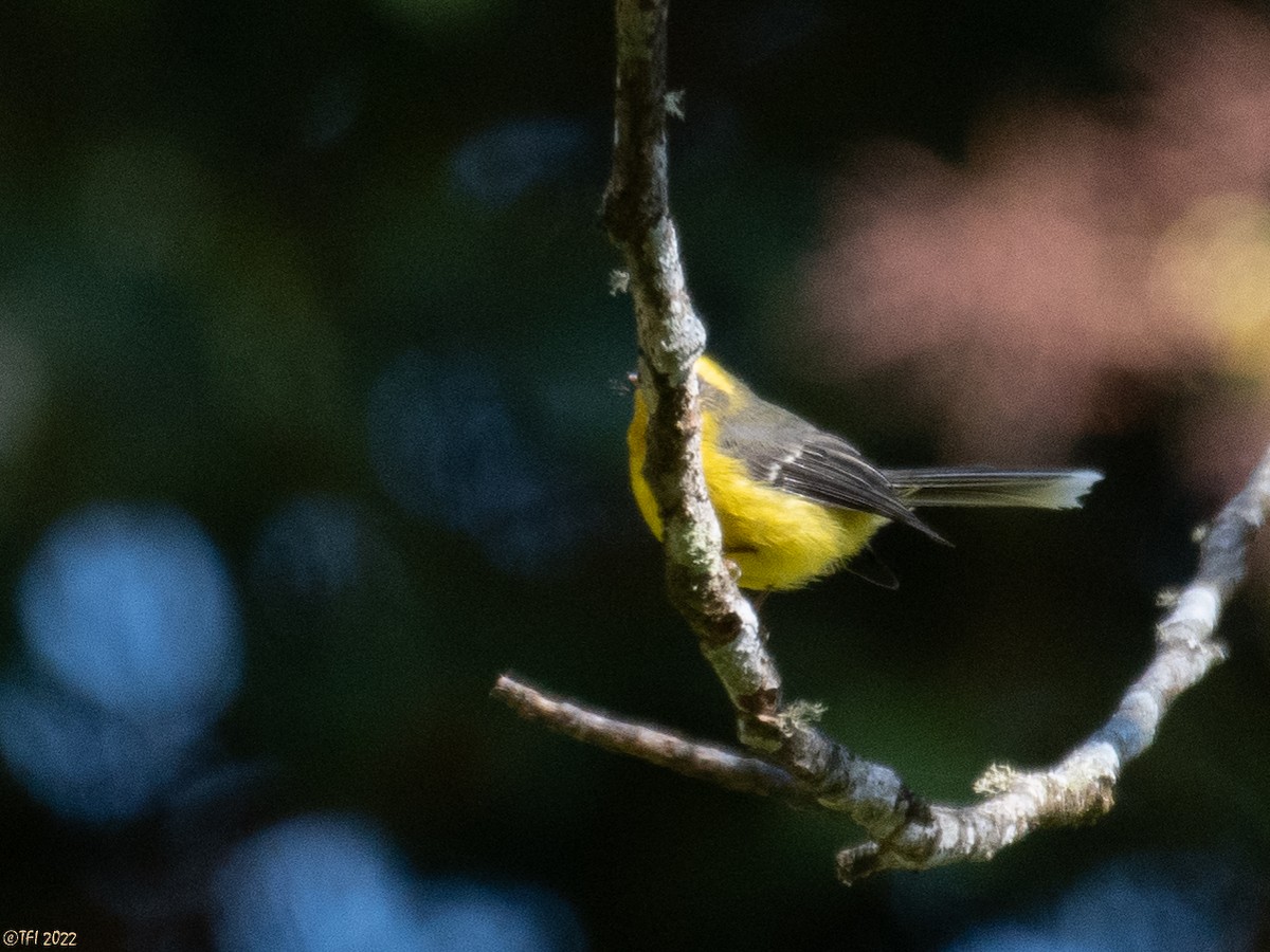 Yellow-bellied Fairy-Fantail - ML507035151