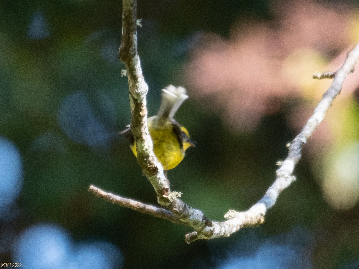 Yellow-bellied Fairy-Fantail - ML507035161