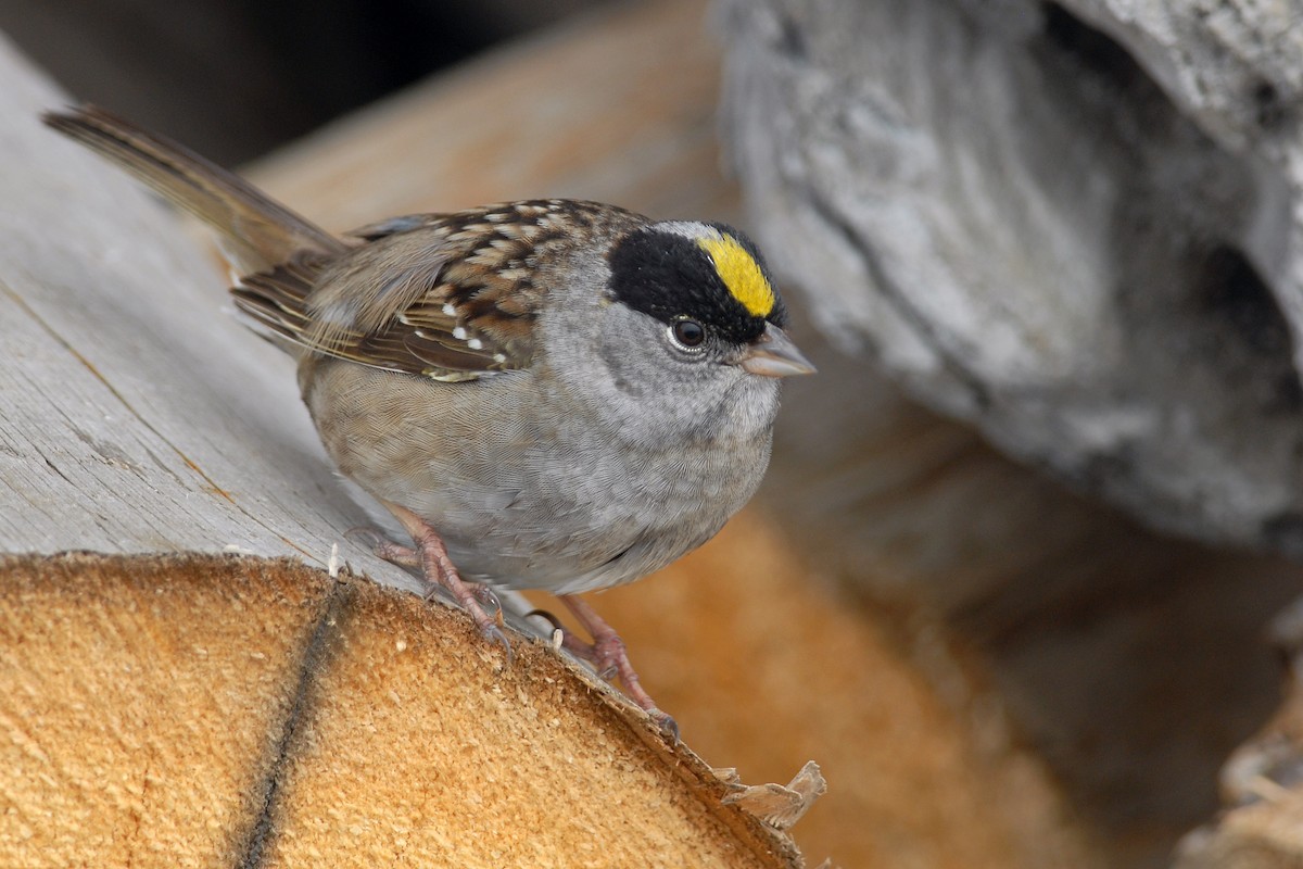 Golden-crowned Sparrow - Cameron Eckert
