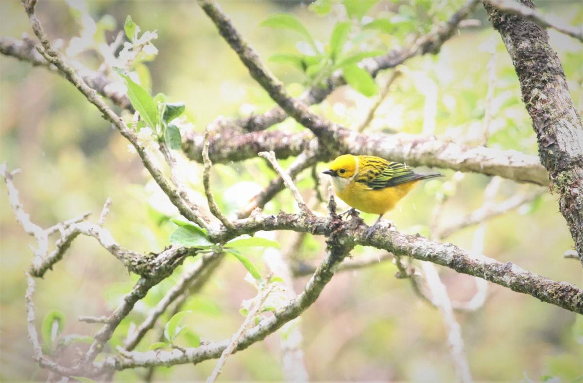 Silver-throated Tanager - ML50703721