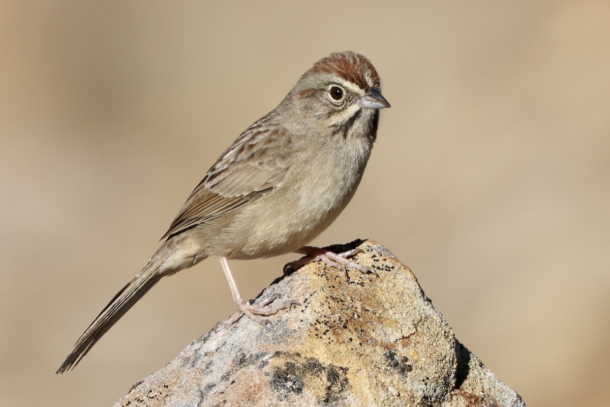 Rufous-crowned Sparrow - Alice Church