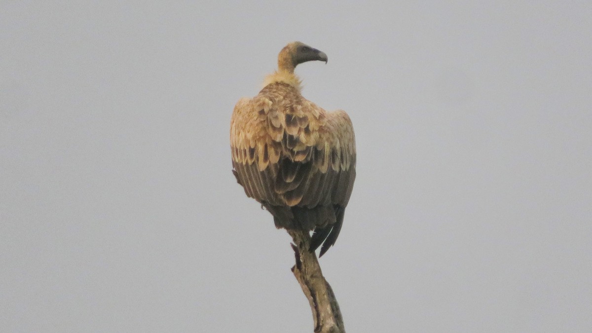 Indian Vulture - ML507038931