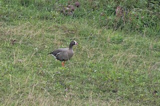 Lesser White-fronted Goose, ML507043291
