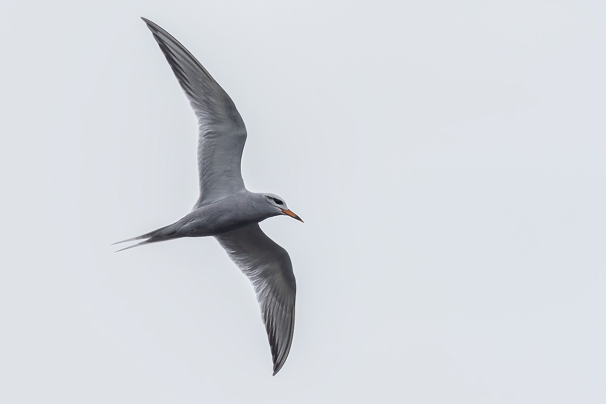 Snowy-crowned Tern - ML507043901