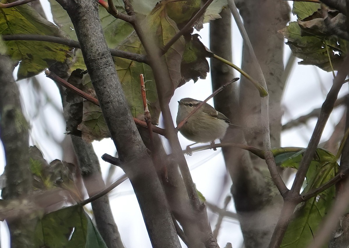 Hume's Warbler - ML507045231