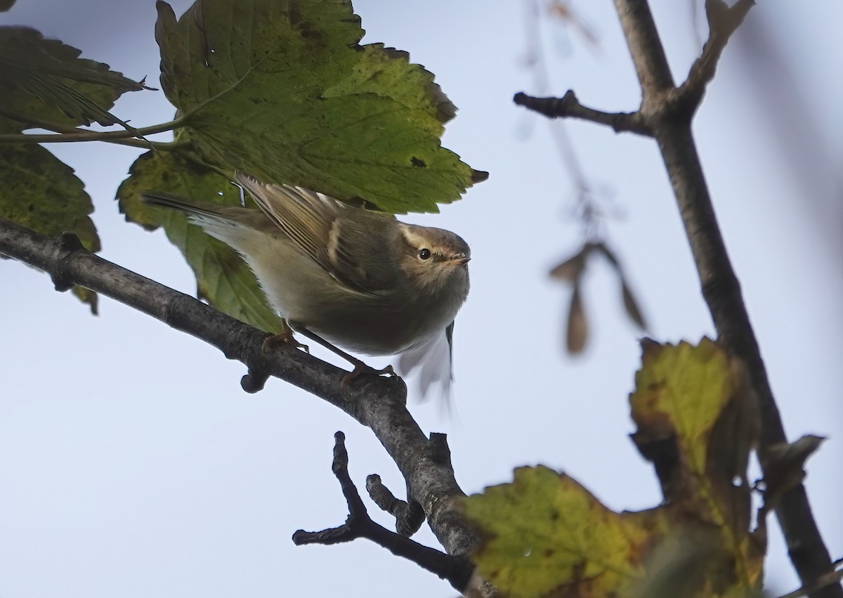 Hume's Warbler - ML507045241