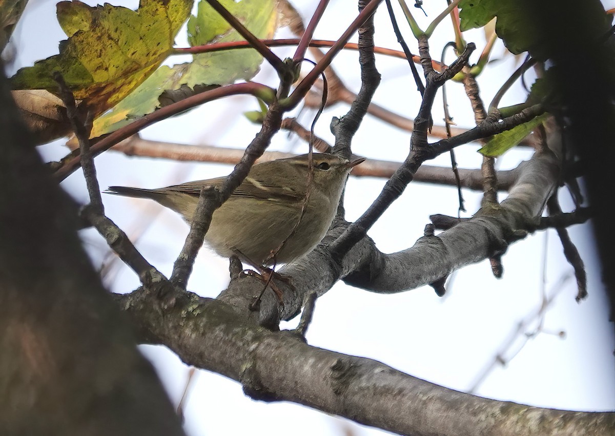 Hume's Warbler - ML507045251