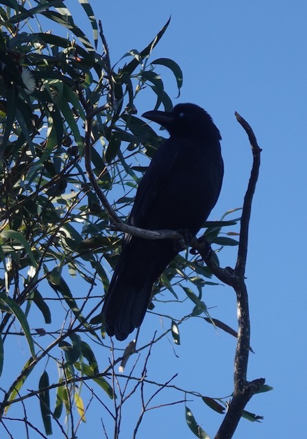 Large-billed Crow - eBird