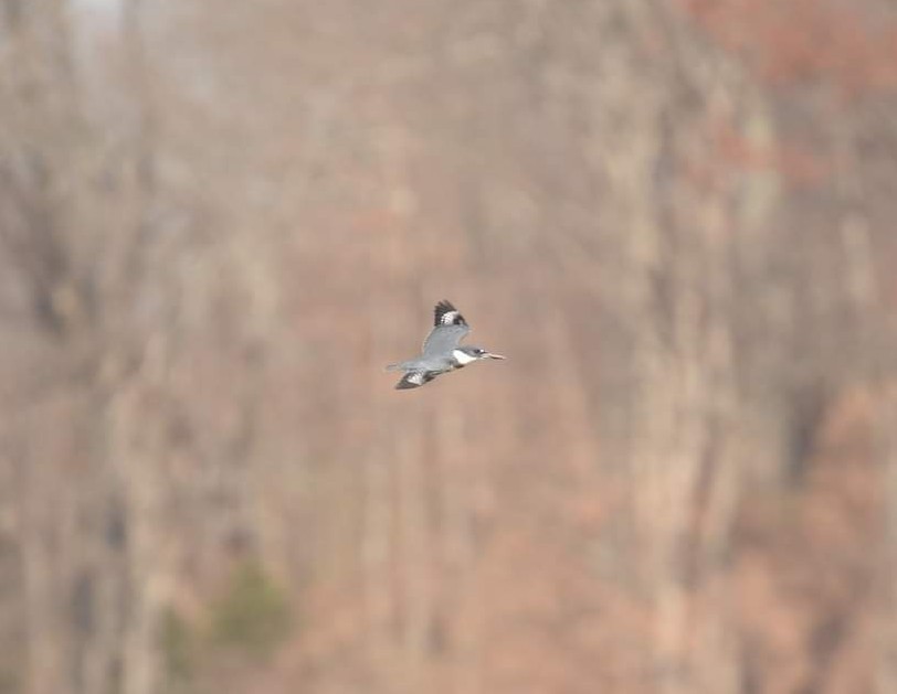 Belted Kingfisher - ML507059091