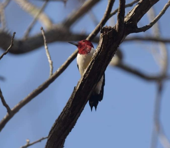 Red-headed Woodpecker - ML507059201