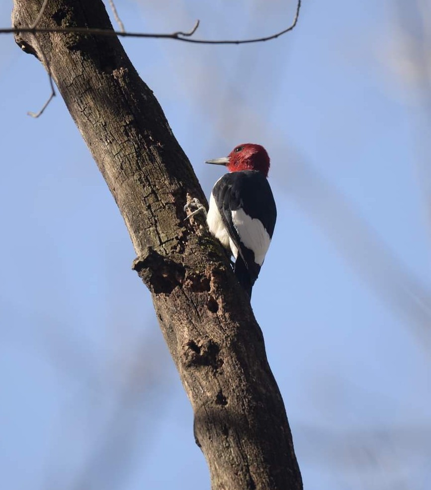 Red-headed Woodpecker - ML507059211