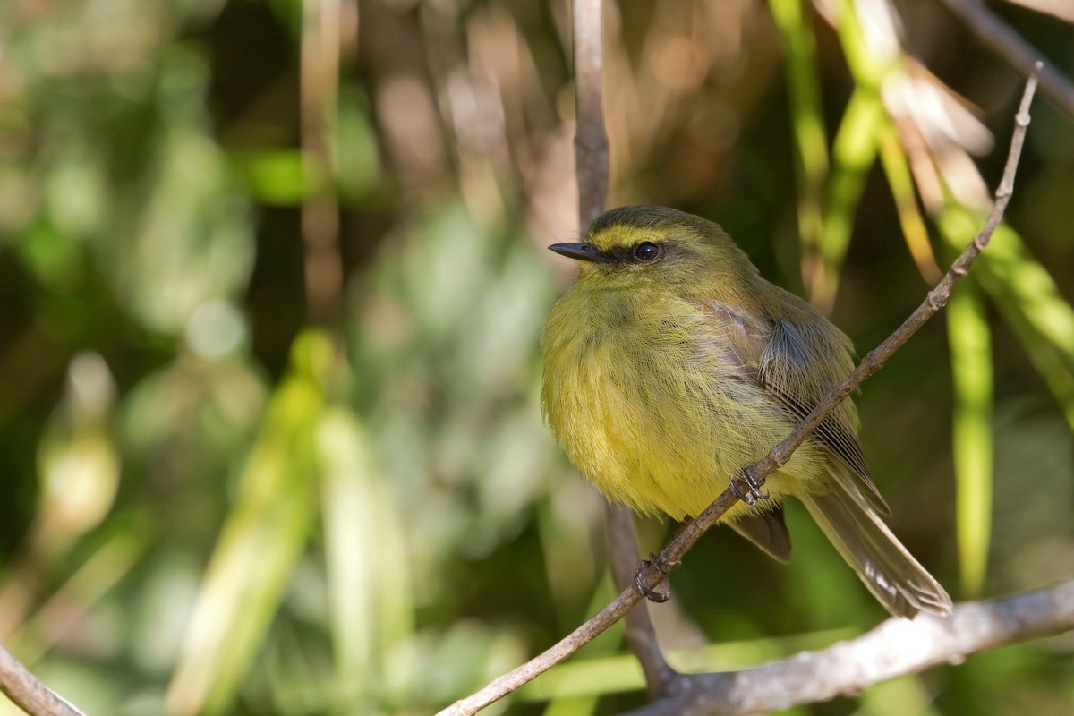 Yellow-bellied Chat-Tyrant - ML507059831
