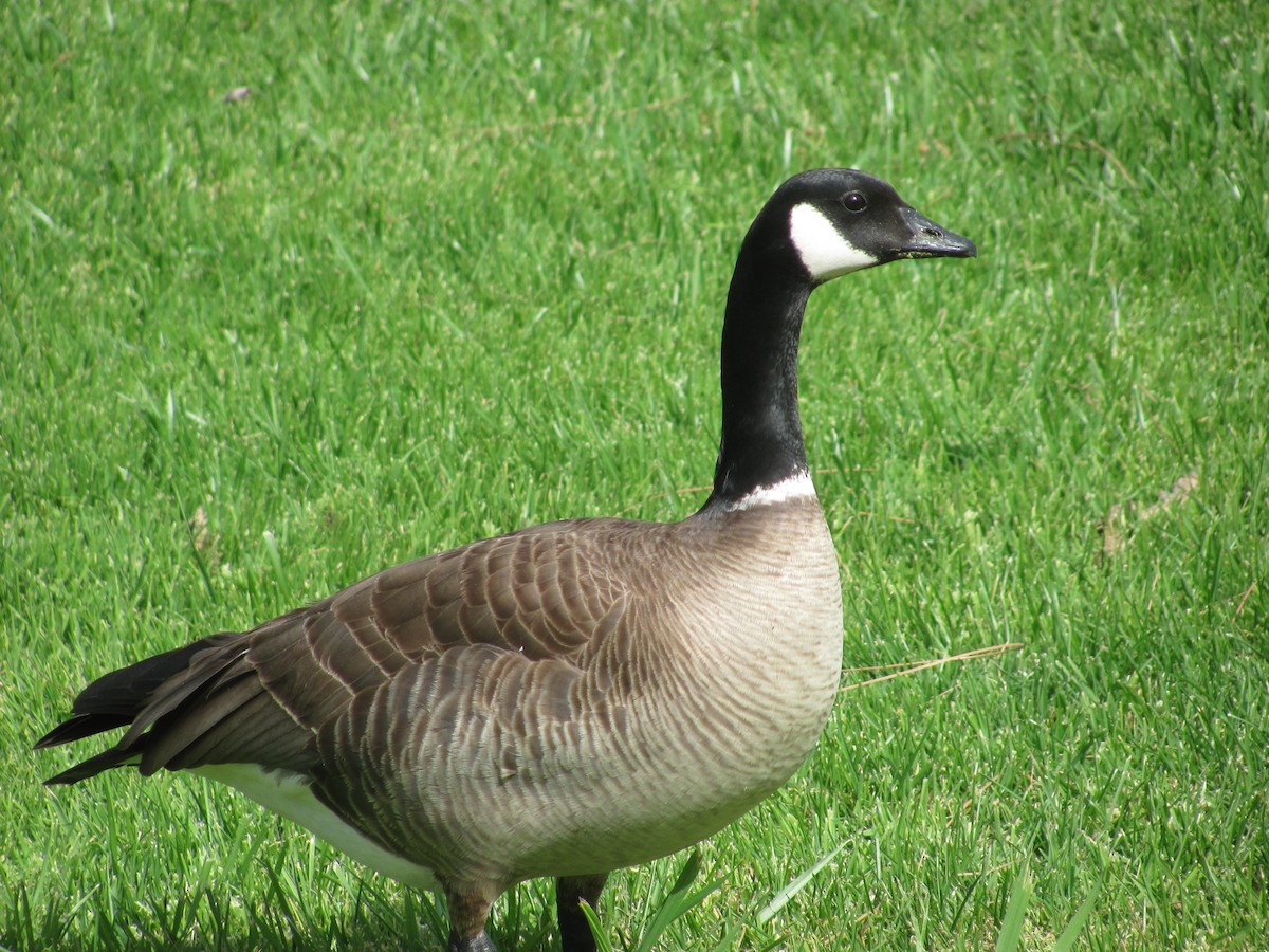 Cackling Goose (Aleutian) - Cris Whetstone