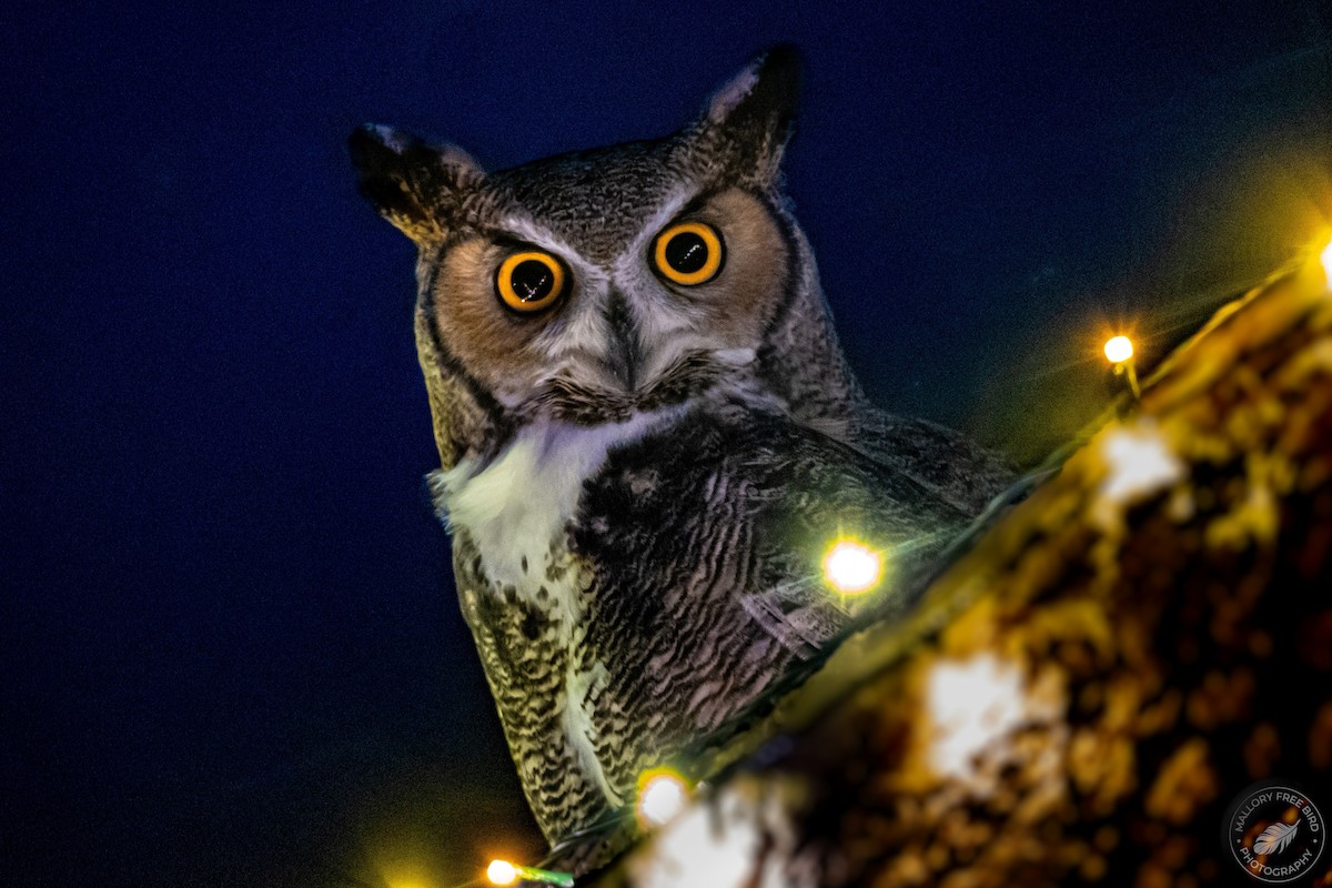 Great Horned Owl - ML507062991