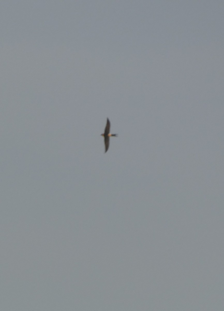 Red-rumped Swallow - ML507063721