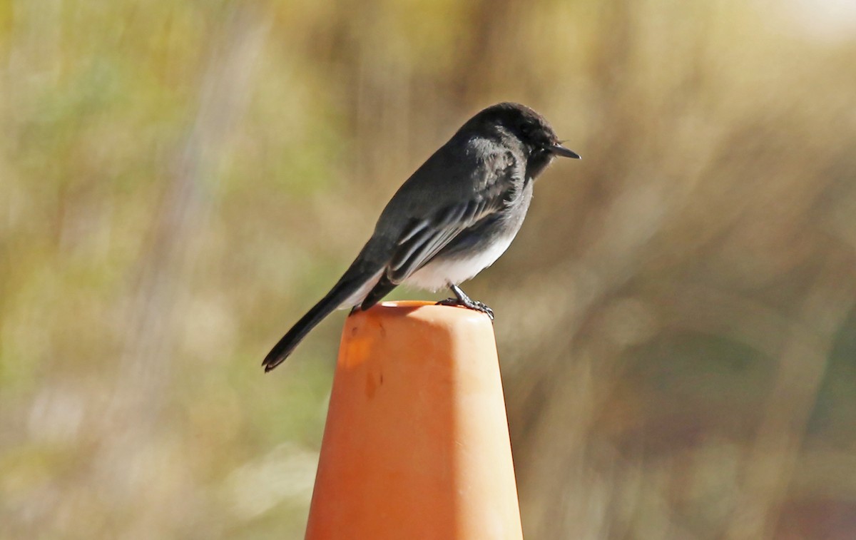 Black Phoebe - Kathleen Keef