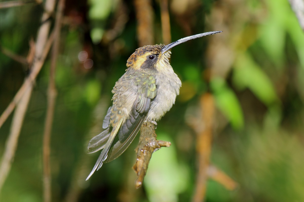 Scale-throated Hermit - ML507071521