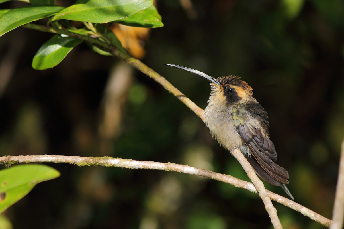 Scale-throated Hermit - ML507071531
