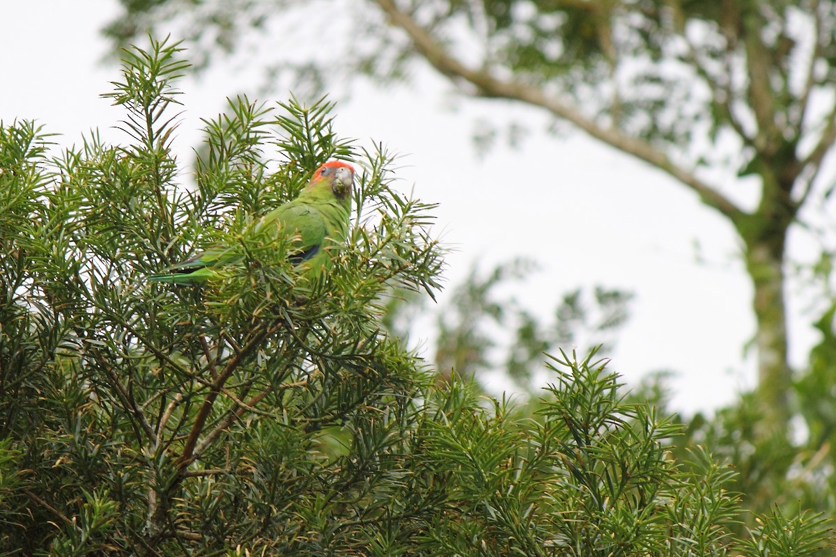 Pileated Parrot - ML507071641