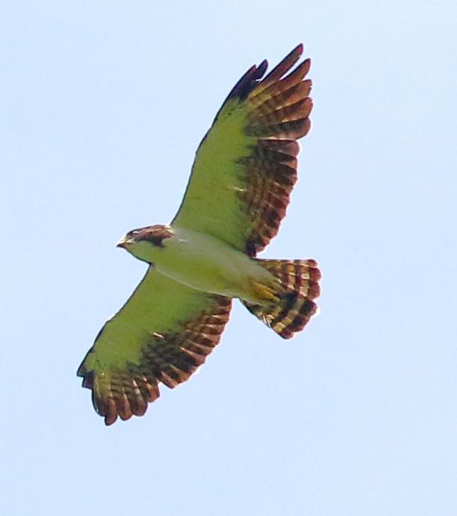 Short-tailed Hawk - Mats Hildeman