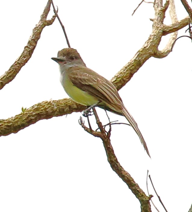 Brown-crested Flycatcher (South American) - ML507072501