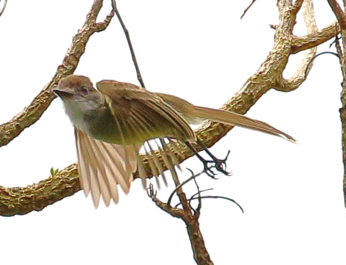 Brown-crested Flycatcher (South American) - ML507072511