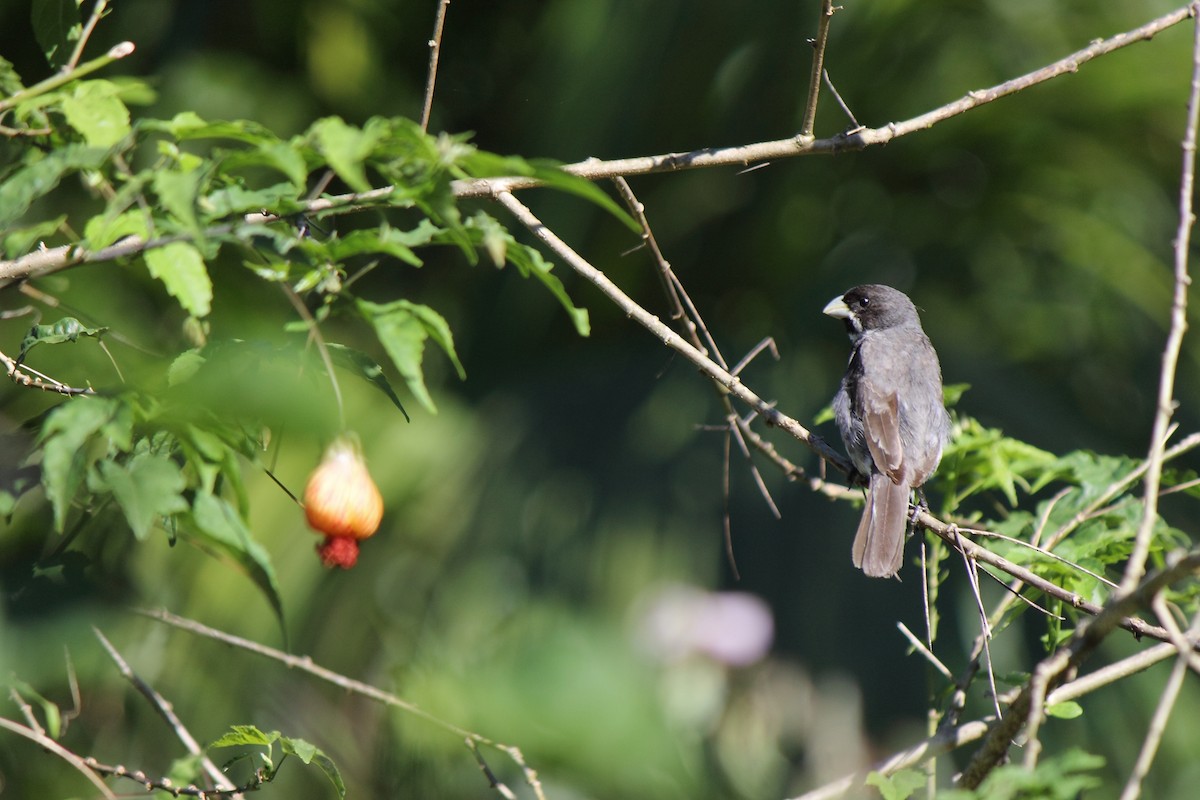 Double-collared Seedeater - ML507072931