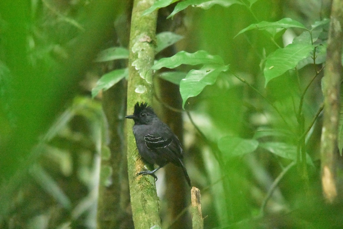 Black-headed Antbird - ML507073191