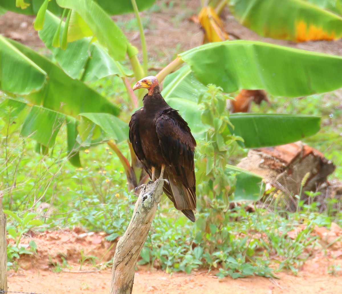 Lesser Yellow-headed Vulture - ML507074481