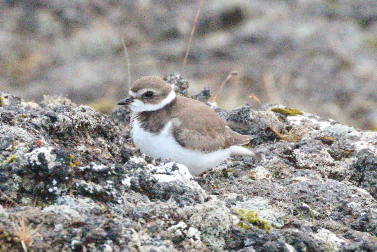 Semipalmated Plover - ML507076461